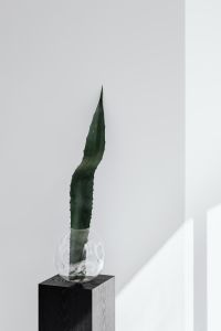Kaboompics - Tall Agave Leaf In Glass Vase With Angular Sunlight And Copy Space