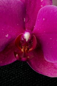 Kaboompics - Pink Orchid Macro Detail With Water Drops On Black Background