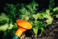 Kaboompics - Early spring garden