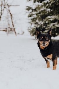 Kaboompics - Portrait of Black-and-Tan Small Dog Standing on Snow under Evergreen Trees
