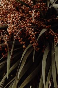 Kaboompics - Dried Seed Clusters and Long Green Leaves