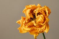 Kaboompics - Detailed Orange Dried Rose Petals