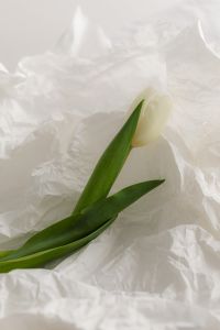 Kaboompics - Close-Up of a White Tulip on White Paper