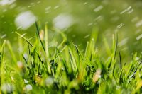 Kaboompics - Cluster of Fresh Grass Blades with Bright Highlights, Spring Macro Nature Background