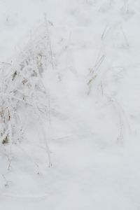 Kaboompics - Frost Lined Trees Framing A Quiet Snowy Path