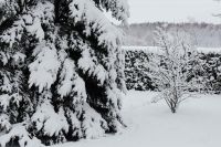 Kaboompics - Snow-covered Trees