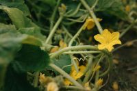 Kaboompics - Yellow Cucumber Flower Close Up