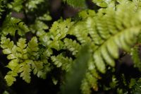 Kaboompics - Lush Green Fern Foliage in a Moody Garden Setting