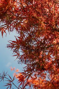 Kaboompics - Vibrant Red Japanese Maple Leaves in Madrid Botanical Garden