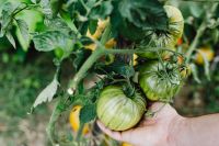Kaboompics - Cluster of Green Heirloom Tomatoes Growing on a Garden Vine