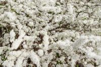 Kaboompics - Soft Focus White Spring Blossoms on Tree Branches