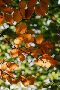 Kaboompics - Warm Amber Leaves Glowing Against a Soft Forest Background