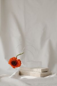 Kaboompics - Delicate Bloom Composition on Draped White Fabric