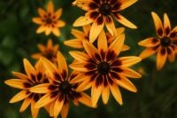 Kaboompics - Orange Flowers with Dark Green Background