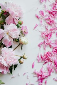Kaboompics - Pink Peony Bouquet and Scattered Petals on Marble