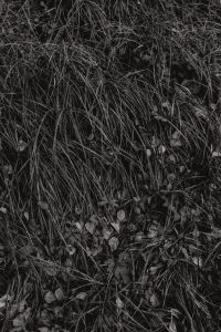 Kaboompics - Black and White Grass and Fallen Leaves Texture