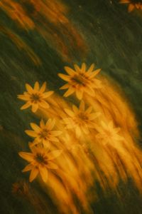 Kaboompics - Orange Flower Close-Up with Motion Blur