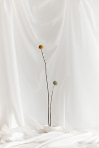 Kaboompics - Cloud Dancer Minimal Still Life with Two Dried Flowers