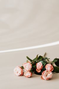 Kaboompics - Small Blush Rose Bouquet with Diagonal Sunlight and Open Space