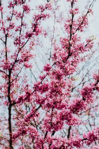 Kaboompics - Judas trees in blossom at springtime in Madrid, Spain