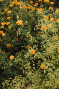 Kaboompics - Orange Flowering Herbs in Garden