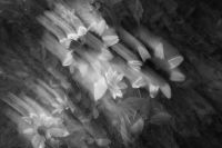 Kaboompics - Blurred Black and White Garden Flowers in Soft Motion