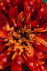 Kaboompics - Close-Up of Red Flower Petals with Water Droplets