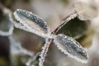 Kaboompics - Frost-Covered Sage Leaves in Soft Winter Light