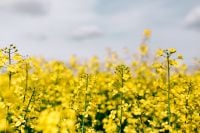 Kaboompics - Golden Canola Field Under Cloudy Sky