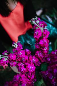 Kaboompics - Magenta Stock Flowers Against Dark Green Leaves and Red Fabric