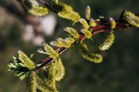 Kaboompics - Early spring garden