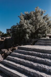Nessebar, Bulgaria: Coastal Tree Details, Black Sea Views, and Old Stone Stairs