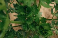 Kaboompics - Fresh Celery Leaves Growing In Garden Bed