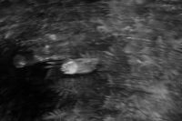 Kaboompics - Moody Black and White Garden With Blurred Flowers
