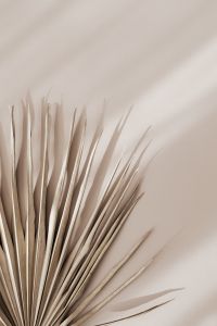 Kaboompics - Beige Palm Frond Background with Diagonal Light and Copy Space