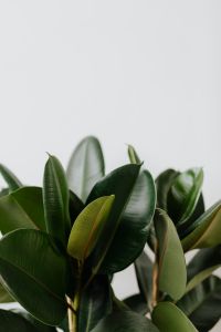 Kaboompics - Ficus Elastica Robusta