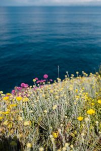 Kaboompics - Yellow and White Coastal Wildflowers with Sea Copy Space