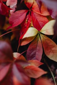 Kaboompics - Red Leaf Cluster With Soft Woodland Background