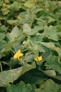 Kaboompics - Cucumber Plants Growing In Vegetable Garden