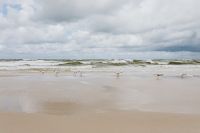 Kaboompics - Seagulls Flying over the Beach