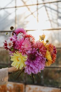 Kaboompics - Dahlia Bouquet With Golden Hour Sunlight