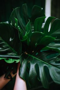 Kaboompics - Dark Green Monstera Leaf Texture for a Botanical Background