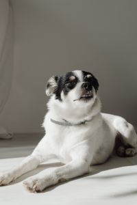 Kaboompics - Black and White Dog Looking Up in Bright Room
