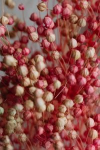 Kaboompics - Textured Pink And Ivory Dried Flax Flowers Macro