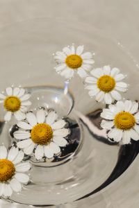 Kaboompics - White Daisies Floating in Water with Reflective Floral Background