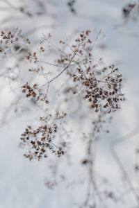 Kaboompics - Frosted Dried Plants Against a Snowy Background