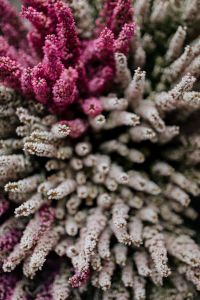 Pink and White Erica (Heath) Flowers: Macro Close-Ups and Soft-Focus Floral Backgrounds