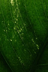 Kaboompics - Backlit Leaf Veins Macro Texture Botanical Close Up