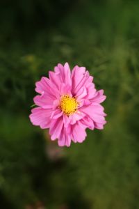 Kaboompics - Single Pink Cosmos Flower Close-Up
