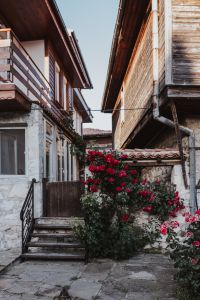 Kaboompics - Roses of Bulgaria